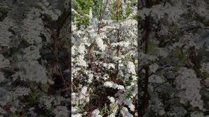 СПИРЕЯ , СПИРЕЯ ТУНБЕРГА идеальна для живой изгороди #спирея #изгородь #кустарник #живаяизгородь