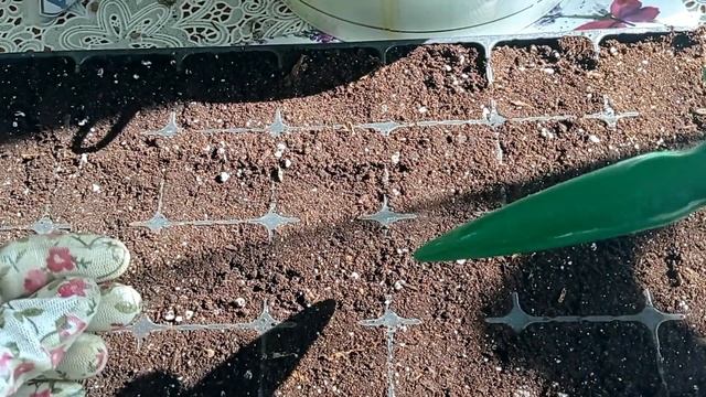 АСТРА КИТАЙСКАЯ ПИКИРОВКА.У МЕНЯ НОВЫЙ ИНСТРУМЕНТ!#астракитайскаяпикировка#хризантелла#инструментдл