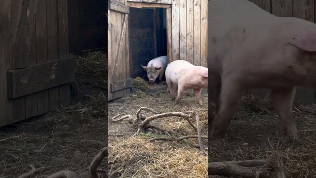 Уши у свинок смотреть онлайн