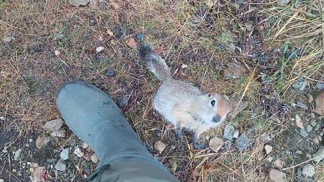 Евражки @ Сенявинский кордон, Чукотка, 2022 смотреть онлайн
