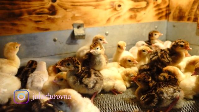 Куры ДОМИНАНТ с цветным яйцом . Новая партия индюшат \\ VLOG 17 \\ Мое хозяйство смотреть онлайн