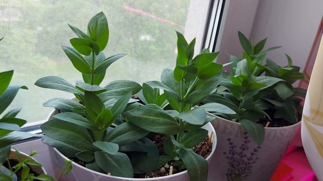 ГОТОВЛЮ ЦВЕТЫ К ПЕРЕЕЗДУ НА ДАЧУ 🌺😊 смотреть онлайн