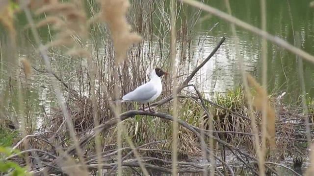 Озерная чайка смотреть онлайн