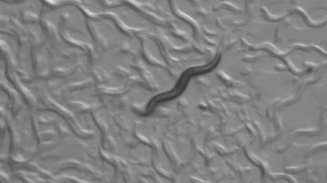 Video1 - FOOD LEAVING - 2H control смотреть онлайн