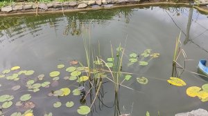 Пруд на даче с рыбой в Сибири своими руками.