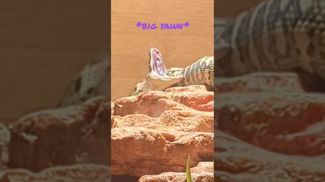 MASSIVE YAWN, Baby Carpet Python #snake #reptiles #animals #pets #cute #sleepy #animal #yawn #short смотреть онлайн