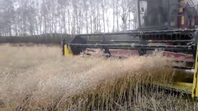 Рапс от Рапуль гибрид Сальса уборка с рапсовым столом смотреть онлайн
