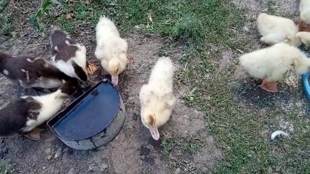 Я в шоке? Утят под уткой больше, чем яиц! ?Откуда столько яиц под уткой? Утята выводятся идут и иду смотреть онлайн