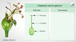 Половое размножение