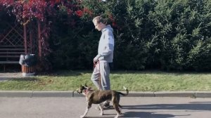 Как отучить собаку тянуть поводок?