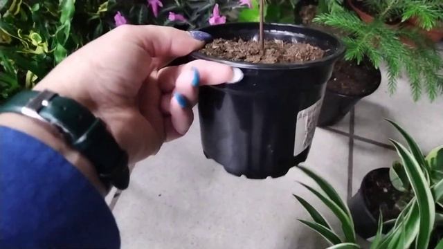 шикарная поставка ко дню матери. 20 ноября. смотреть онлайн