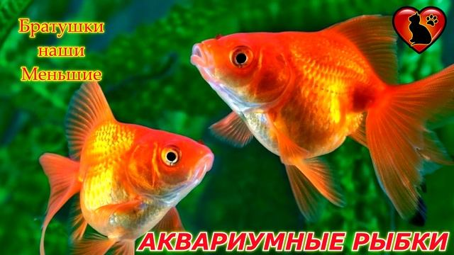 Вот как домашние питомцы влияют на энергетику квартиры! смотреть онлайн