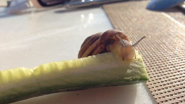 Happy snail Hungry snail смотреть онлайн