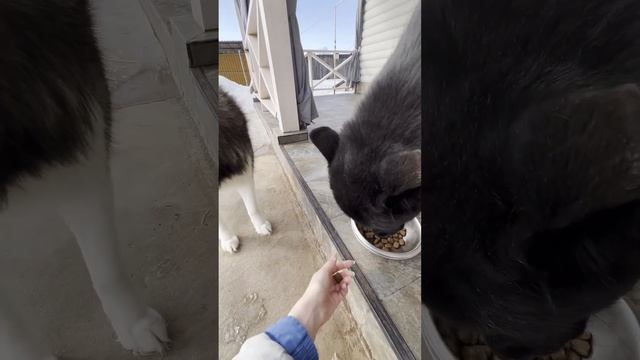 Что в чужой миске? Хаски Одиссей и волкособ Гулдан. смотреть онлайн