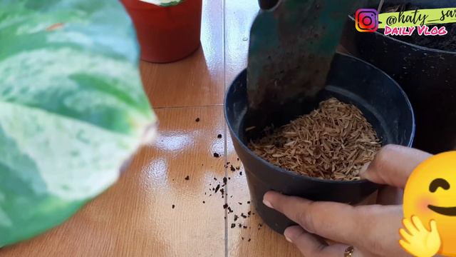 Tips Memperbanyak Epipremnum Manjula Pothos. Let's Propagation beautiful Manjula pothos смотреть онлайн