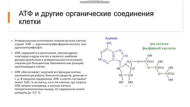 8-10 класс Химический состав клетки Органические вещества клетки нуклеиновые кислоты АТФ смотреть онлайн