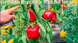 Урожай в теплице "Сказка Титан"