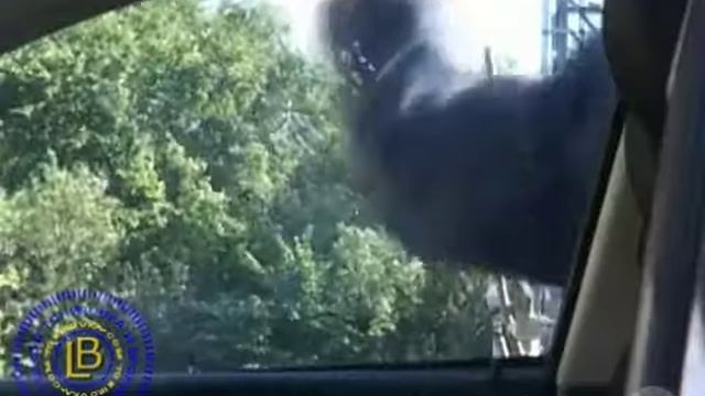 Защитная пленка LLumar смотреть онлайн