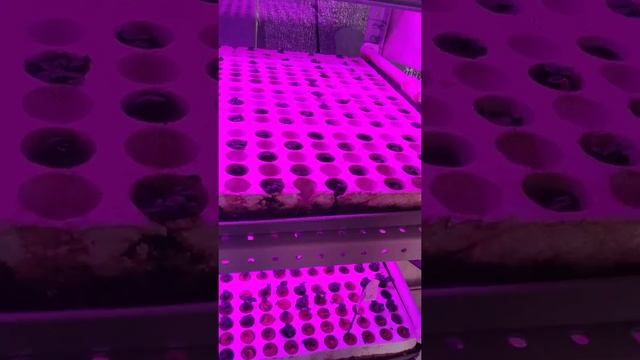 Как работать с колоннами на сити-ферме смотреть онлайн