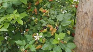 ЕЖЕВИКА КАРАКА БЛЭК. НАЧАЛО ИЮНЯ, РАВНЫХ СОРТОВ НЕТ.