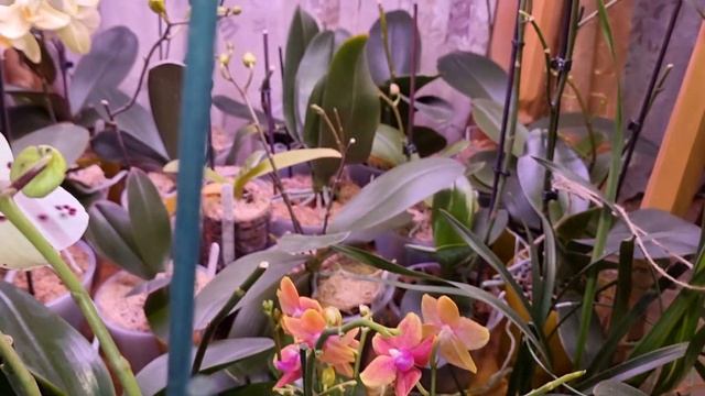 Нет Идеи | Любуюсь на Орхидеи смотреть онлайн
