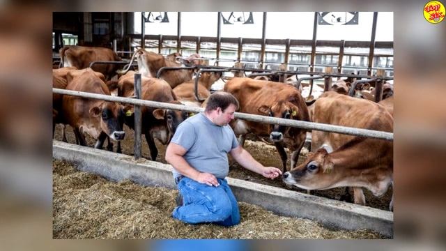 No creerás cuál es el ANIMAL que m4t4 más personas al año смотреть онлайн