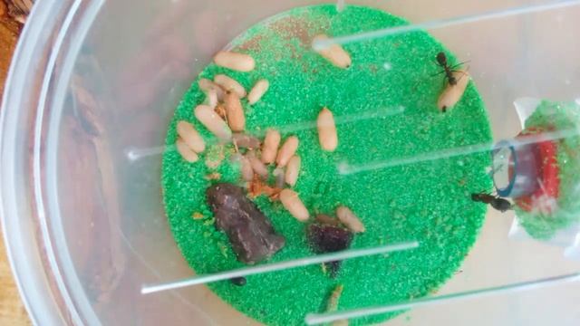 КАК ПОДНЯТЬ Camponotus herculeanus с нуля. Правильная зимовка. Муравьи древоточцы. смотреть онлайн