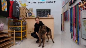 Как подобрать размер шлейки