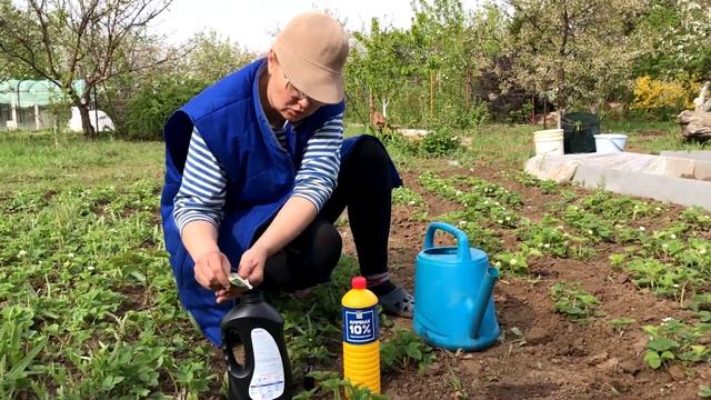 Дача в мае (4-5 число) | Удобрение для клубники для урожая смотреть онлайн