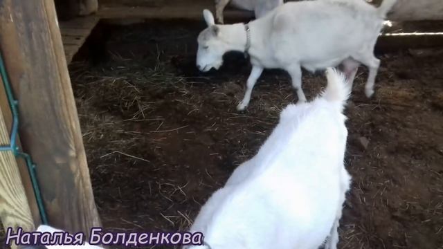 Что подстелить в козий выгул, чтобы не было запаха дольше?!...