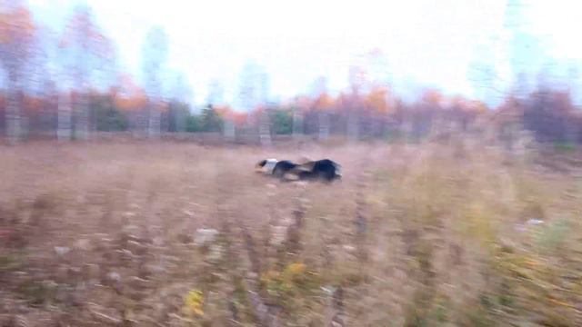 Aboriginal dog 2022 male puppy - Central Asian Shepherd👍Овчарка потомок Саги Чупони!💖 смотреть онлайн