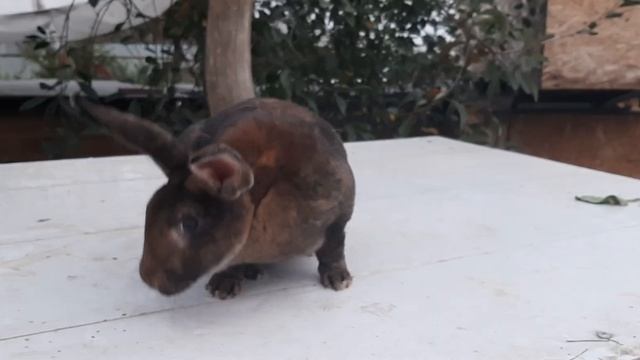 Рекс Кастор, самочка смотреть онлайн