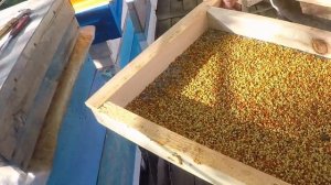 Сбор пыльцы Донный пыльцесборник и навесной пыльцесборник