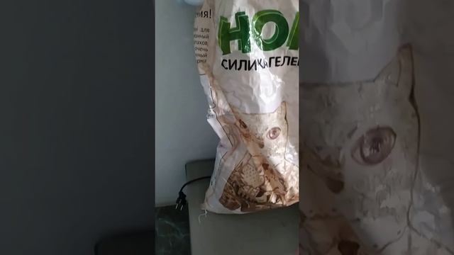 Какой лоток должен быть у мейнкунов смотреть онлайн