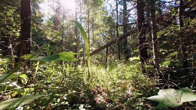 = 1 час = музыки для фона, для учебы. Приятная музыка для расслабления и релаксации. Отдых и релакс смотреть онлайн