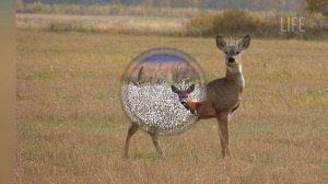 Как правильно охотиться на косулю осенью?