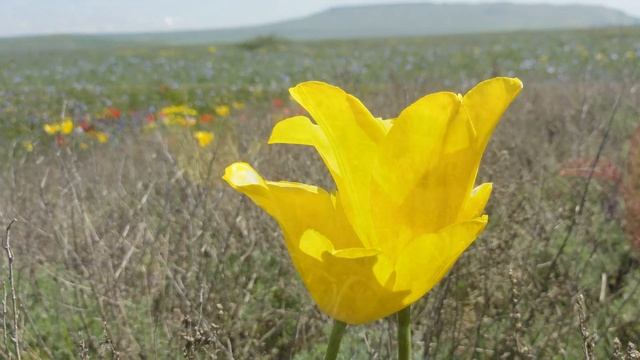 Есть глаза у цветов смотреть онлайн