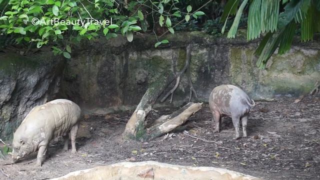 CUTE OR DANGEROUS? BABIRUSA PIG in the SINGAPORE ZOO Счастливый кабан смотреть онлайн