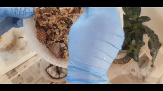 Пересадка Пафиопедилюм и Венерин башмачок! Деление куста! смотреть онлайн