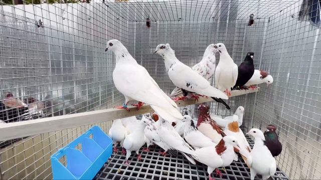 Голуби Едут на птичий рынок САДОВОД смотреть онлайн