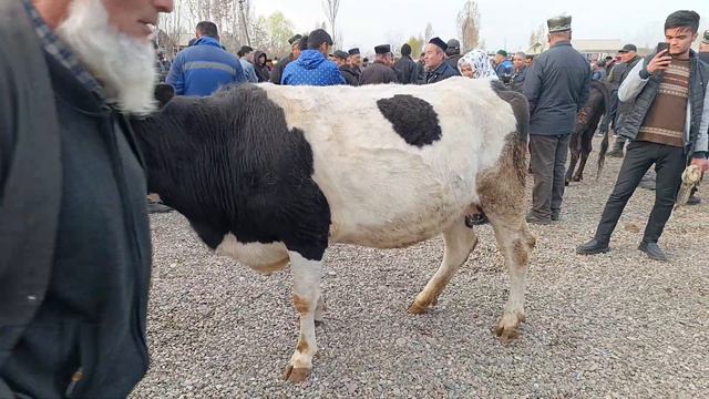 Baliqchi Chorva Mol Bozori Bogoz Sigirlar Narxlari марта 2024 г.