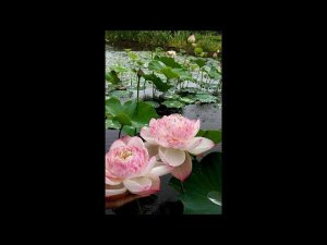 Shivkumar Sharma - рага Дурга