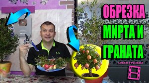 МАГИЯ В ФОРМИРОВКЕ И ОБРЕЗКЕ ГРАНАТА. ФОРМИРОВКА И ОБРЕЗКА МИРТА. ЭКЗОТИКА НА ПОДОКОННИКЕ 21-5