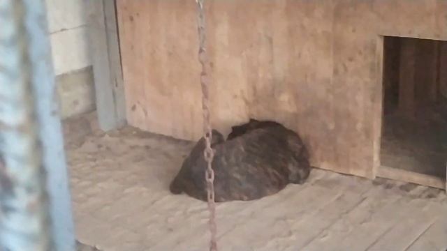 Кане Корсо ,Cane corso- как охранник смотреть онлайн