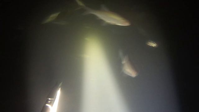 За линем на карьеры, шикарная подводная охота. смотреть онлайн