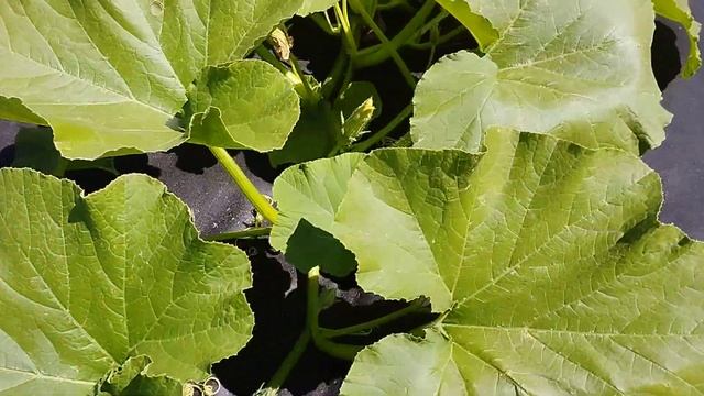 Релакс кота и тыквы на спанбонде.Очень удобно и практично! смотреть онлайн