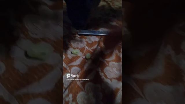 0.53_54.DARICK.¥€.×404.КОНФЕТА.ЖУЕТ ГРОМКО.25.01.PROPHET. SHCHERBAKOV. ЩЕРБАКОВ АРТЕМ. DOG. СОБАКА.