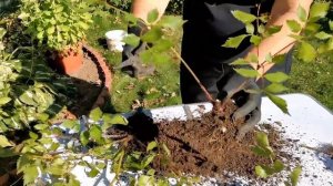 Способы размножения астильбы