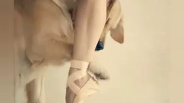 Много собачек и один котик 🐈🐶 смотреть онлайн