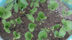 Баклажан сорта Алмаз